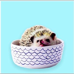 Ocean wave Feeding Bowl - Small